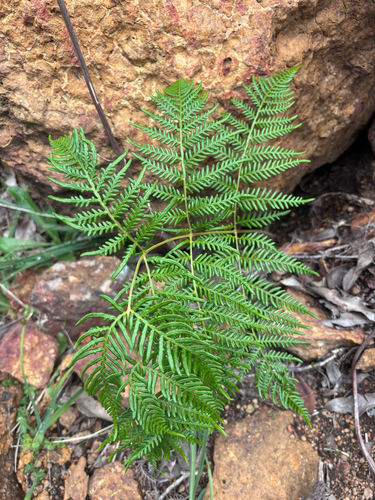 Pteridium esculentum observed 2026-10-26