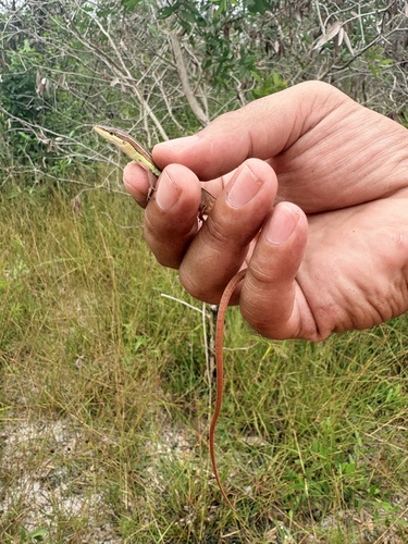 Takydromus sexlineatus observed 2026-10-26