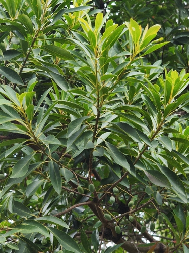 Elaeocarpus observed 2026-10-26