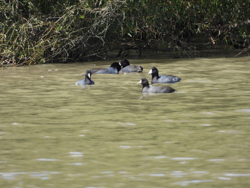 Gallareta americana