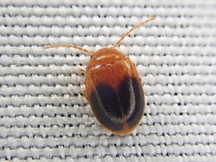 Prionocyphon discoideus