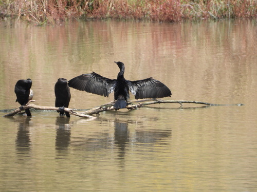 Cormorán Neotropical