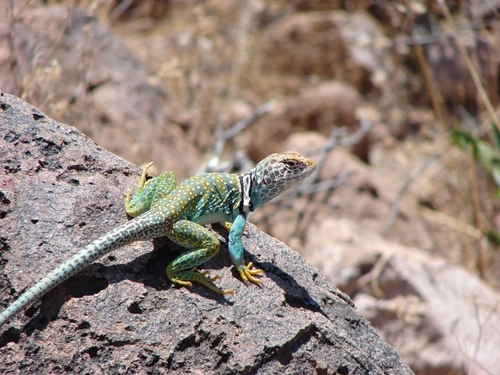 Eastern Collared Lizard