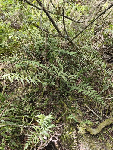 Asplenium bulbiferum observed 2026-10-26