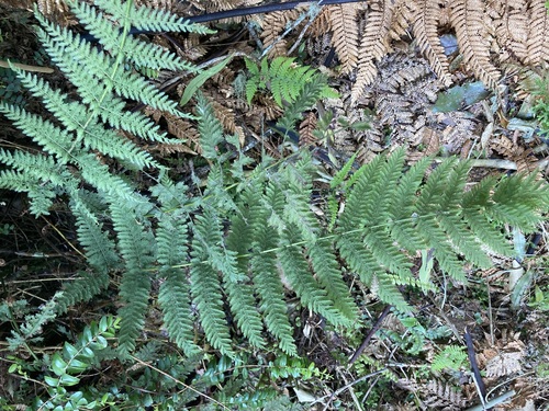 Leptopteris hymenophylloides observed 2026-10-26
