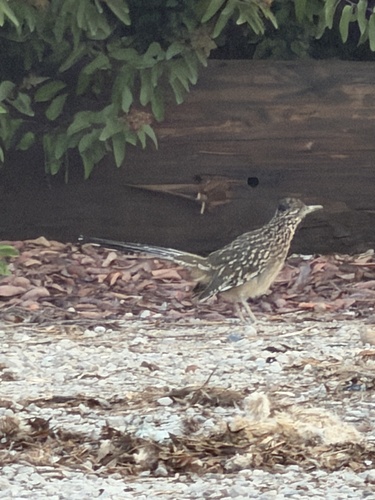 Greater Roadrunner
