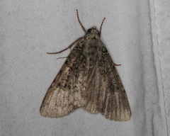 Anaplectoides prasina