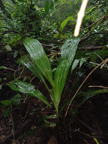 Calanthe observed 2026-10-26