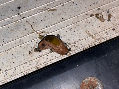 Parmarion martensi observed 2026-10-25