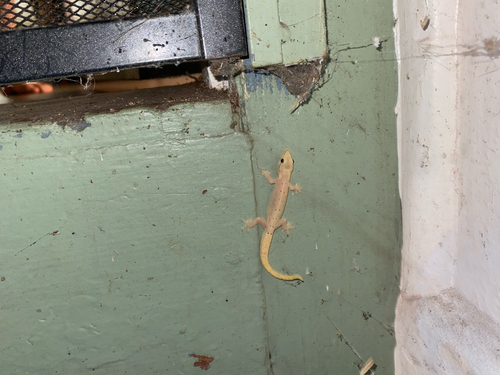 Lepidodactylus lugubris observed 2026-10-25