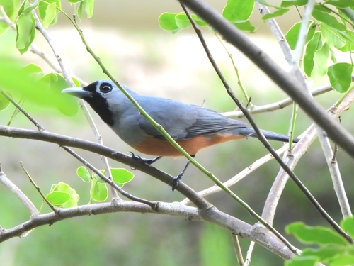 Monarcha melanopsis, 2026-10-26