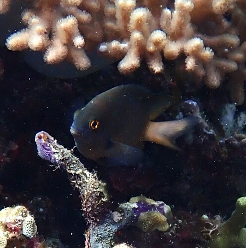 Plectroglyphidodon lacrymatus observed 2026-10-18