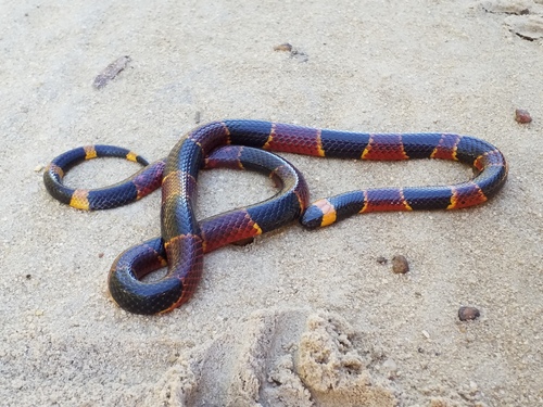 Eastern Coralsnake
