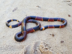 Eastern Coral Snake photo 5