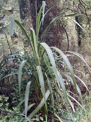 Cordyline banksii observed 2026-10-26