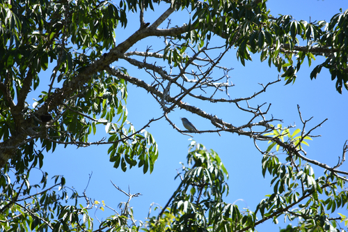 Perlita Azulgris