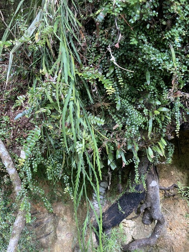 Asplenium marinum, 2026-10-26
