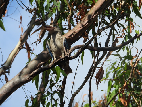 Dacelo leachii observed 2026-10-26