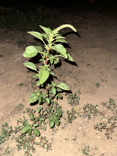 Palmer's Amaranth
