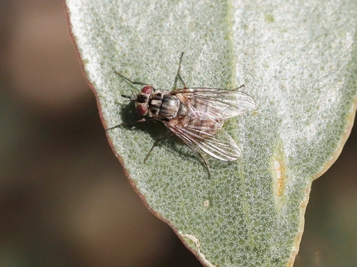 Stable Fly