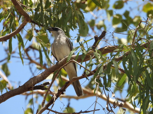 Coracina papuensis observed 2026-10-26