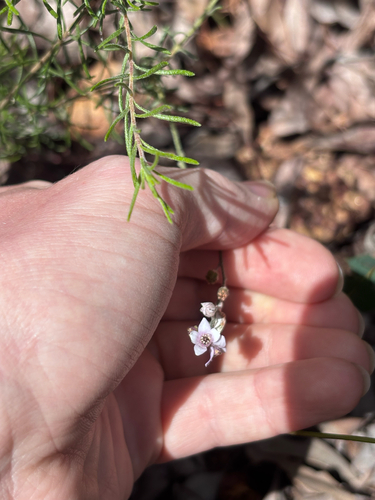 Philotheca spicata observed 2026-10-26
