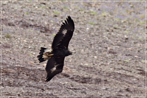 Himalayan Golden Eagle