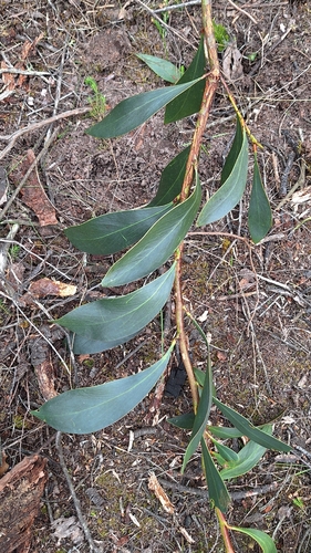 Acacia pycnantha observed 2026-10-26