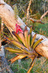 Aechmea kuntzeana