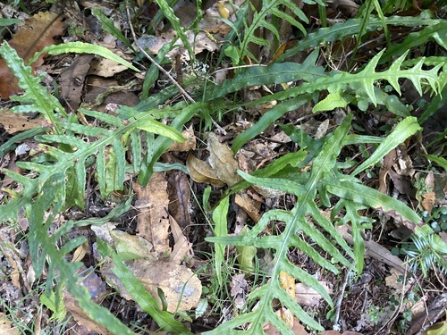 Phymatosorus observed 2026-10-26