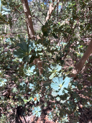 Banksia sessilis observed 2026-10-26