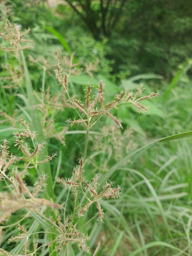 Cyperus rotundus observed 2026-10-25