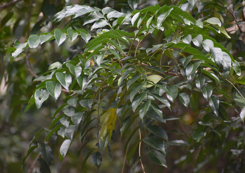 Ganophyllum falcatum observed 2026-08-25