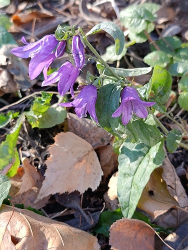 Campanula rapunculoides observed 2026-10-26
