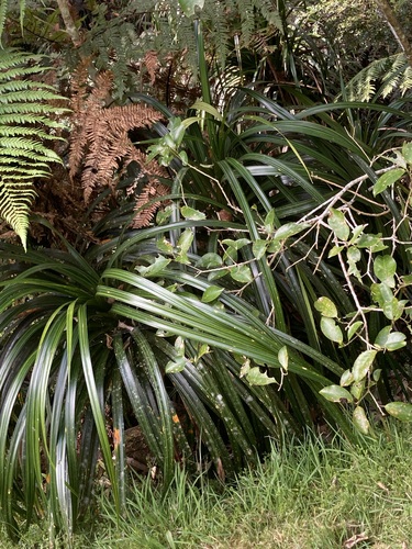 Freycinetia observed 2026-10-26