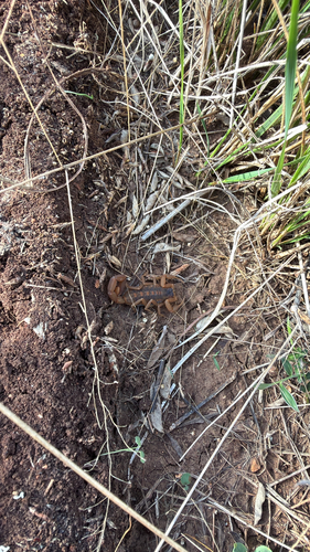 Striped Bark Scorpion