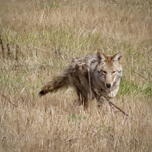 Coyote