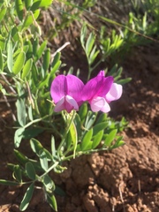 Lathyrus eucosmus