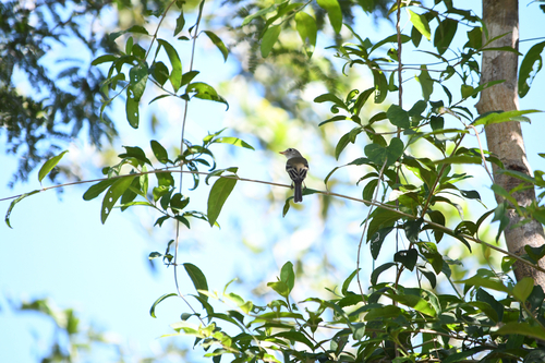 Least Flycatcher