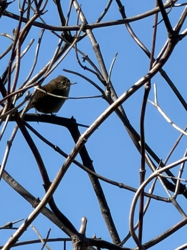 Northern House Wren