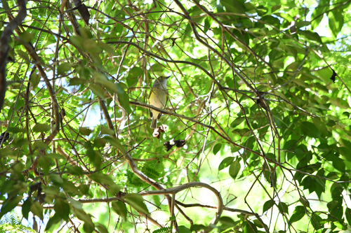 White-eyed Vireo