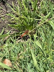 Sympetrum illotum