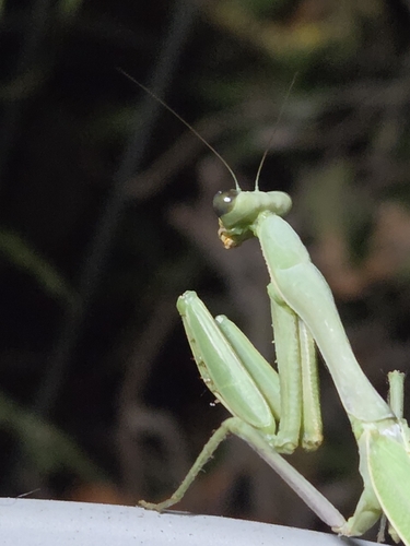 California Mantis