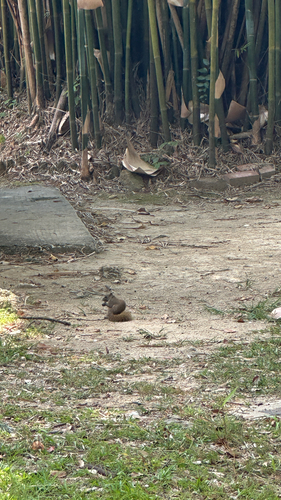 Callosciurus, 2026-10-26