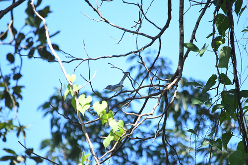 Blue-gray Gnatcatcher