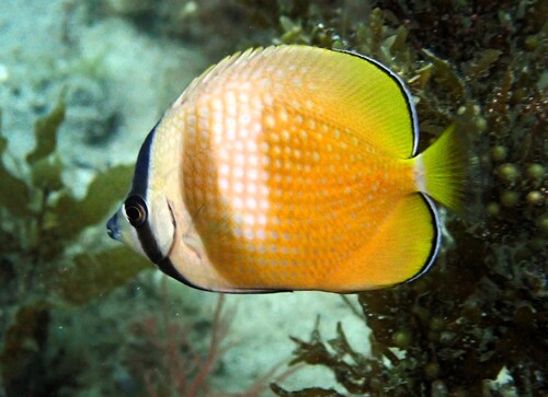Chaetodon kleinii observed 2026-10-19