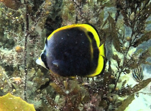 Chaetodon flavirostris observed 2026-10-19