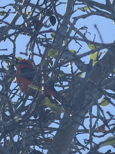 Vermilion Flycatcher