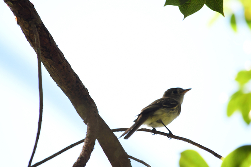 Least Flycatcher