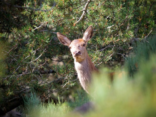 Red Deer
